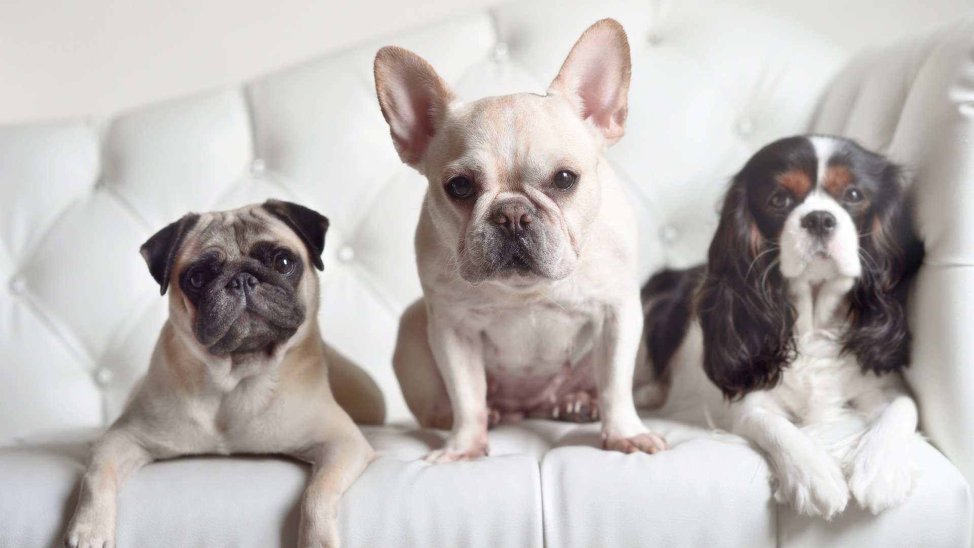 五大联赛是否呈现中前场球员多功能化趋势,五大联赛球迷进场