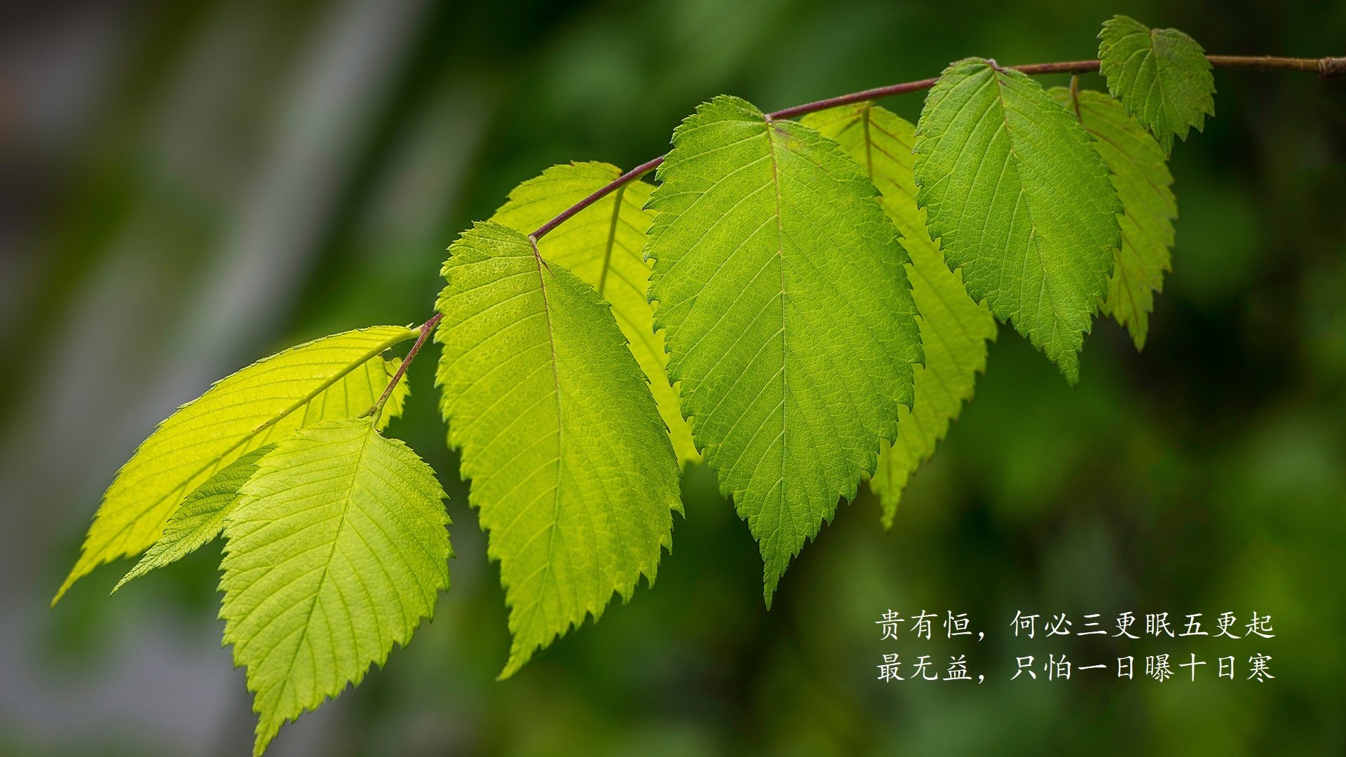 爱游戏下载-奇库诺娃完美起跳助力夺冠，库奇娜百度百科